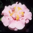 Tomorrow, Marbury's Light Pink